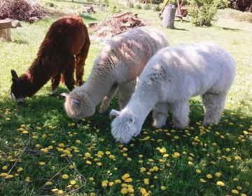 Alpaki wiosną