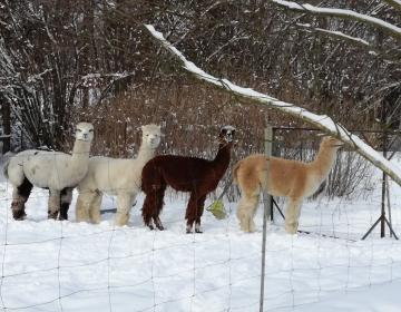 Alpaki zimą
