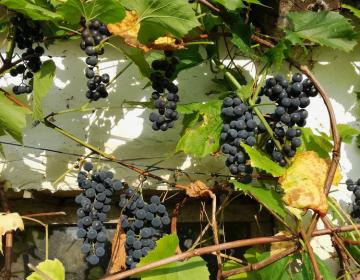 Nasze winogrono