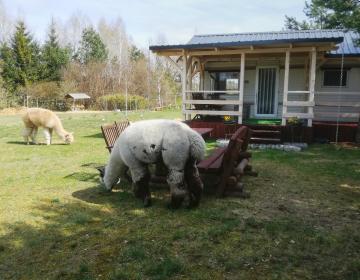 alpaki odwiedzające gości