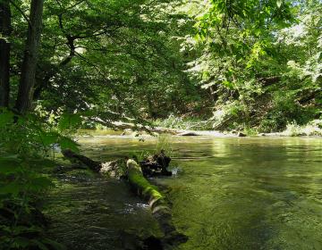 Piekiełko - rzeka Brda -fot. malrob