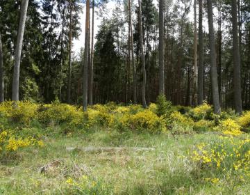 kwitnący żarnowiec w lesie