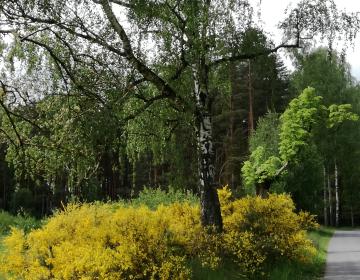 Przy pewnej drodze...