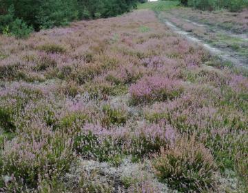 Wrzosowiska też mamy