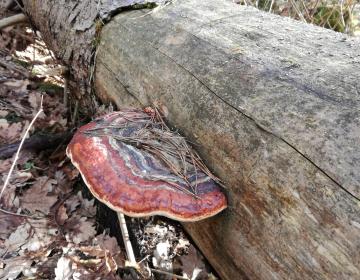 U nas Huby są czerwone :) 