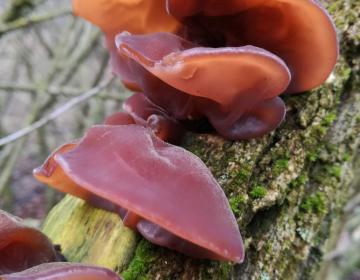 Uszak bzowy, polskie grzybki Mun