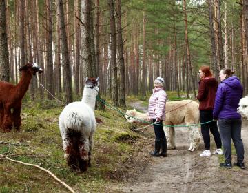 Spacer do lasu za dodatkową opłata, oferujemy również wizytę w zagrodzie ok 1 godz w cenie 15zł os. dorosła i 12zł dziecko, dzieci do lat 3 gratis 