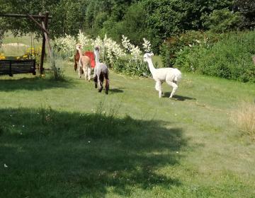 Takie zwierzęta w naszym ogrodzie