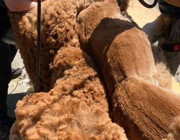 Piękne runo Morisa do przedzenia